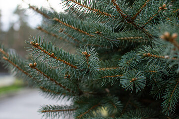 branches of a green tree
