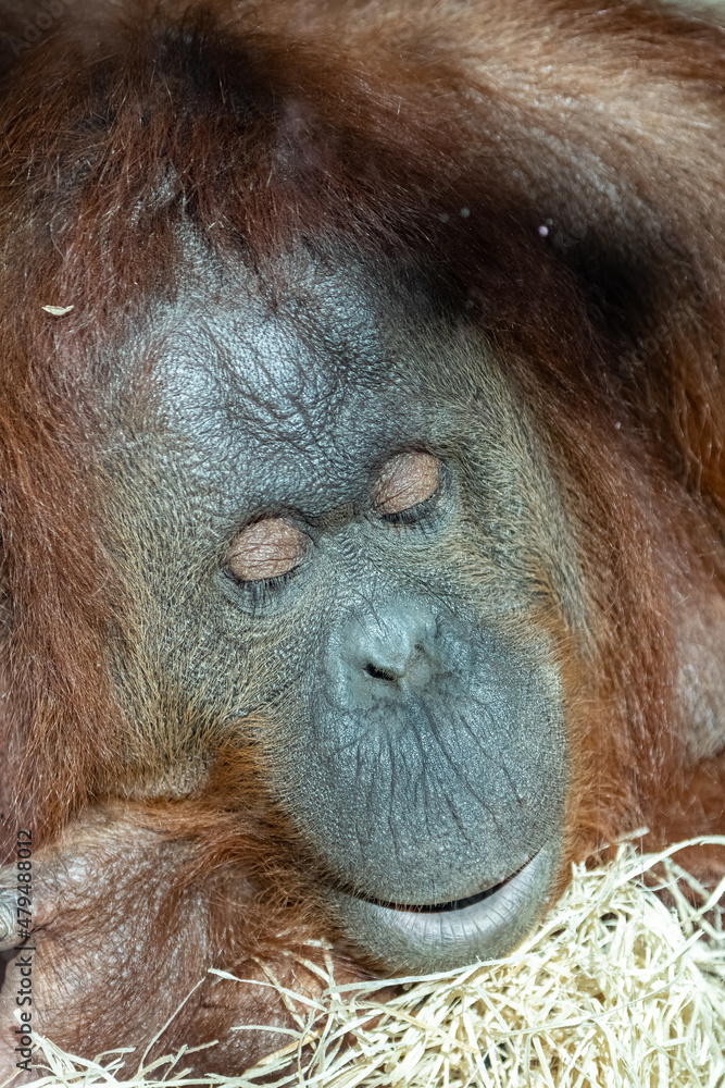 Canvas Prints an orangutan looking