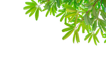 Tree branch with green leaves isolated on white background with copy space