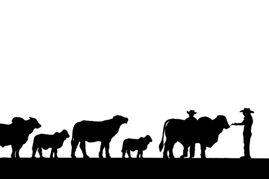 Silhouettes of cowboys and cattle on white background