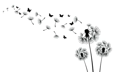 Fotobehang Three dandelions blowing in the wind.Black silhouette with flying dandelion buds     © halimqdn