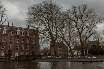 Patos de bajo de un &aacute;rbol en Brujas