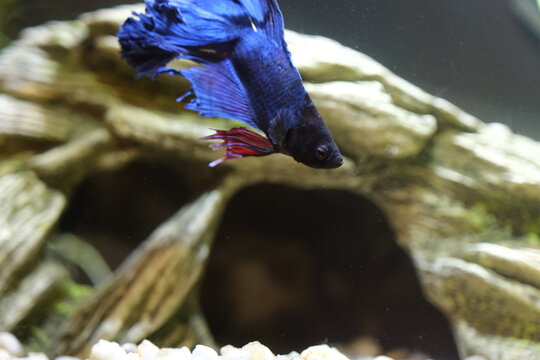 Blue Beta Fish