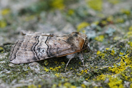 Closeup on a figure of eighty moth, Tethea occularis , sitting on a piece of wood