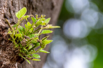 A new green leaves sprout growing on the brown wood of tree with the blurry and soft focus nature background