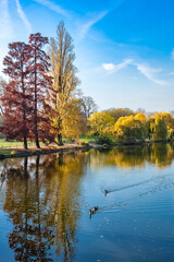 Canada gooses, birds swimming on the Vincennes lake, with reflection of the trees in autumn
