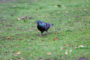 Pigeon walking on the grass