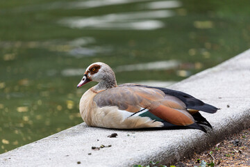 Egyprian goose near to the water in park