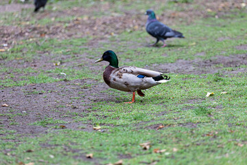 Duck walking on the grass in park
