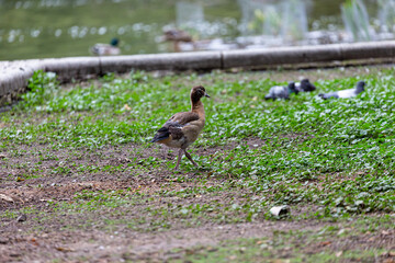 Young egyprian goose waking on the grass in park