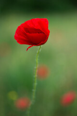 Flowers Red poppies blossom on wild field. Beautiful field red poppies with selective focus. soft light. Natural drugs. Glade of red poppies. Lonely poppy. Soft focus blur