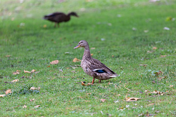 Duck walking on the grass in park