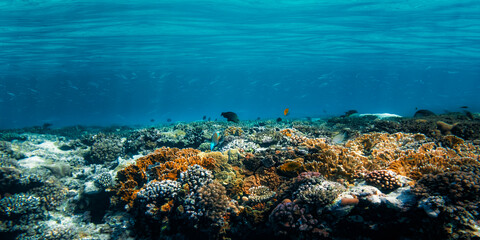 Underwater coral reef on the red sea