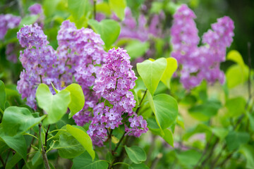 Close-up of a blossoming lilac in the spring - selective focus, space fot text
