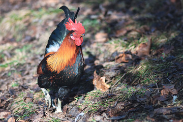 Hen in a family hen house in northern Italy