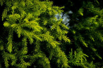 Beautiful pine leaves plant with dark background suitable for nature and landscape wallpaper