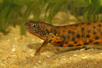 Closeup on an orange female of the Danube crested newt, Triturus dobrogicus, underwater