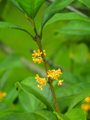 公園の花咲く金木犀