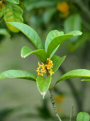 公園の花咲く金木犀