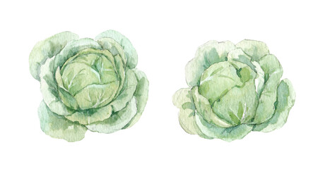 Fototapeta premium Beautiful set with cute watercolor hand drawn cabbage. Stock illustration.