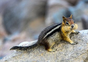 Very cute little chipmunk portrait.