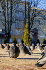Obraz premium pigeons on the street