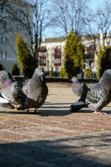pigeons in the park