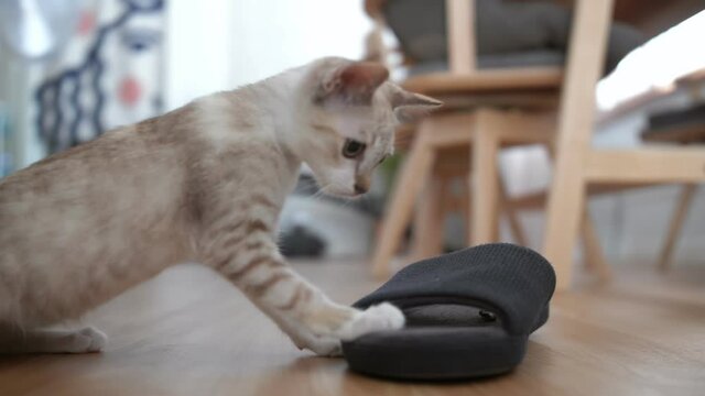 Naughty kitten is playing with slippers inside the house. 