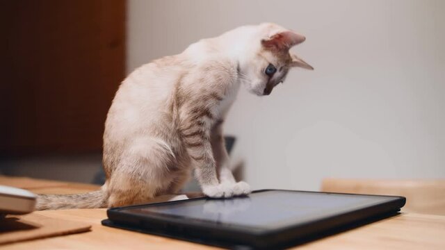Naughty kitten is playing on the tablet computer.
