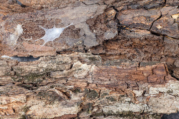 Tree bark texture.