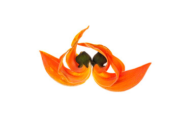 Spathodea flowers on white background.