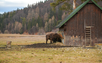 Aurochs bisons in the wildlife park from Vama Buzaului, Romania, in autumn landscape.