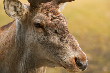 Wildlife photography. Close up detail view of the head, eyes, fur, horns of a deer stag animal in the forest.