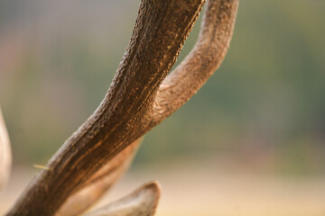 Wildlife photography. Close up detail view of the head, eyes, fur, horns of a deer stag animal in the forest.
