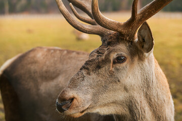 Wildlife photography. Close up detail view of the head, eyes, fur, horns of a deer stag animal in the forest.