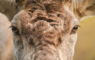 Wildlife photography. Close up detail view of the head, eyes, fur, horns of a deer stag animal in...
