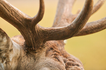 Wildlife photography. Close up detail view of the head, eyes, fur, horns of a deer stag animal in...