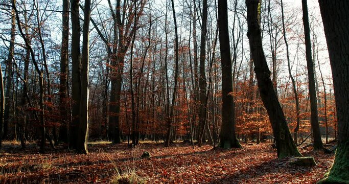 Time-lapse of a forest in Europe as the shadows move through it dramatically as the trees catches light.