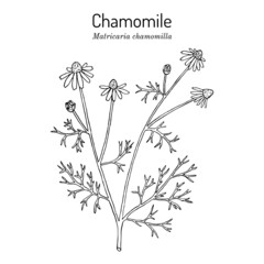 Chamomile or camomile Matricaria chamomilla , medicinal plant - obrazy, fototapety, plakaty