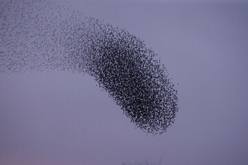 Starlings