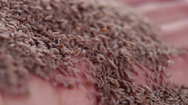 Handful of psyllium in hand. Falling seeds in slow motion. Macro shot. Soft focus. Super food concept