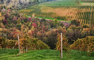 Emilia Romagna, Italy: picturesque autumn landscape of the countryside with vineyards for wine...