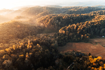 golden morning fog in the forest
