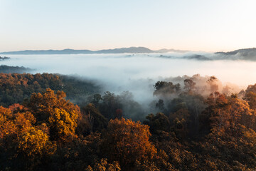 golden morning fog in the forest