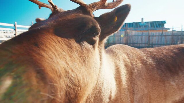 Close up of reindeer. Reindeer stands in the farm close to the camera