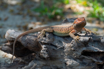 bearded dragon on ground with blur background