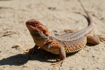 bearded dragon on ground with blur background