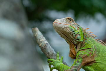 lizard, animal, green lizard with blur background