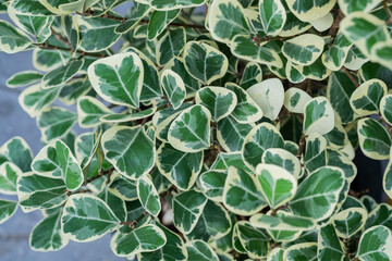 closeup white spotted leaves, green leaf texture