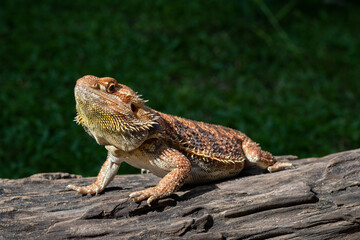 bearded dragon on ground with blur background
